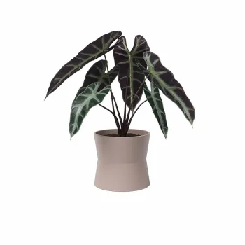 Ghiveci din ceramica o 14 cm Diana - Artevasi imagine