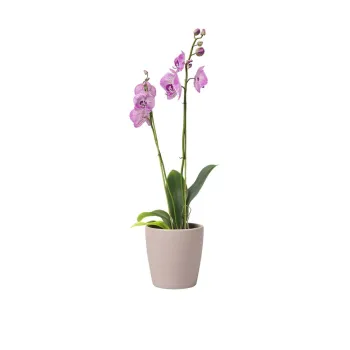 Ghiveci din ceramica o 14 cm Thalia - Artevasi imagine
