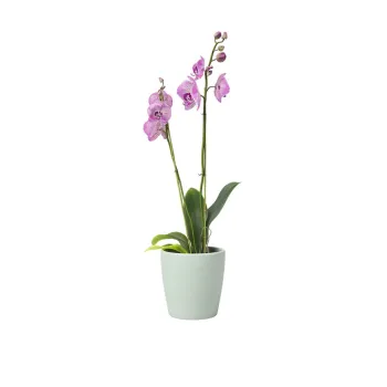 Ghiveci din ceramica o 14 cm Thalia - Artevasi imagine
