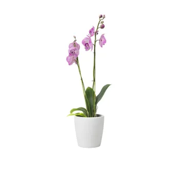 Ghiveci din ceramica o 14 cm Thalia - Artevasi imagine