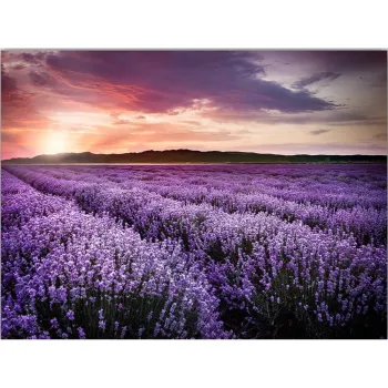 Tablou 100x70 cm Lavender Field - Wallity imagine