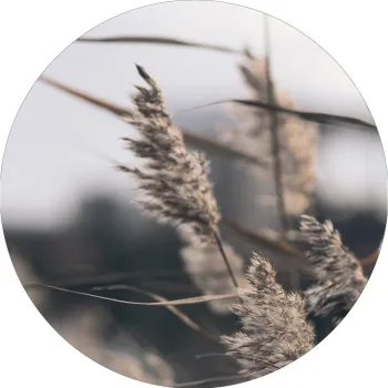 Tablou o 40 cm Mellow Grasses 3 - Malerifabrikken imagine