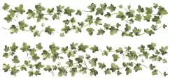 Sticker decorativ PAINTERLY IVY | 2 colite de 22,8 cm x 101,6 cm imagine