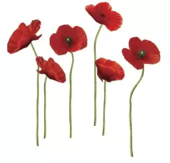 Sticker decorativ POPPIES AT PLAY | 2 colite de 45,7 cm x 101,6 cm imagine