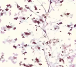 Tapet SUNLIT BRANCHES | ON1606 imagine