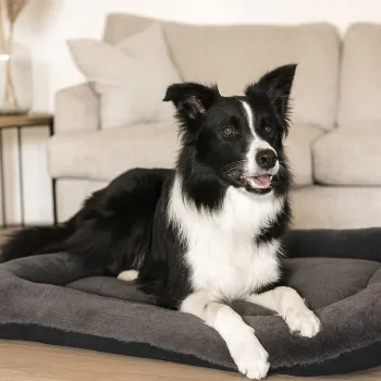 Pat pentru animale de companie, Paws & Whiskers, Sally Dog 55 x 75, Material exterior: 100% poliester, Antracit imagine